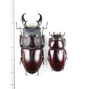 画像: ダイトウヒラタクワガタ　特大ペア♂49mm♀32.3mm　北大東島