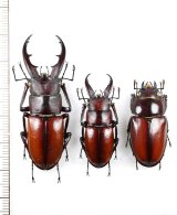 画像: オキノエラブノコギリクワガタ　2♂♂1♀　沖永良部島