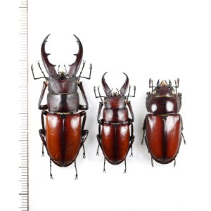 画像: オキノエラブノコギリクワガタ　2♂♂1♀　沖永良部島