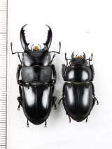 画像: チョウセンヒラタクワガタ　特大ペア♂45mm♀30.6mm　対馬