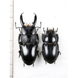 画像: チョウセンヒラタクワガタ　特大ペア♂45mm♀30.6mm　対馬