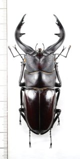画像: アマミノコギリクワガタ　大型♂77.7mm　奄美大島
