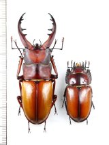 画像: オキノエラブノコギリクワガタ　特大ペア　♂62mm♀33.3mm　沖永良部島