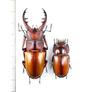 画像: オキノエラブノコギリクワガタ　特大ペア　♂62mm♀33.3mm　沖永良部島