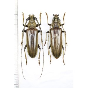 画像: ニッポンムネヒダミヤマカミキリ　ペア ♂♀44.5mm　西表島