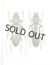 画像: ニッポンムネヒダミヤマカミキリ　ペア ♂♀41.5mm　西表島