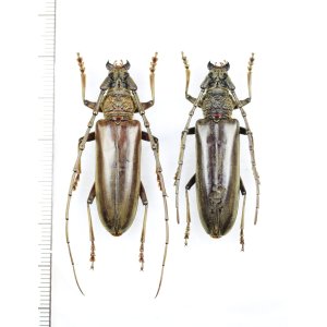 画像: ニッポンムネヒダミヤマカミキリ　ペア ♂♀41.5mm　西表島