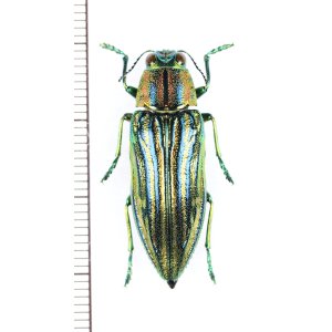 画像: タマムシの一種　Chrysodema sp.　♀　ベトナム北中部