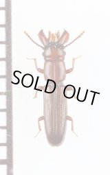 画像: デバビラタムシの一種　Prostomidae species　ジョージア