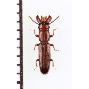 画像: デバビラタムシの一種　Prostomidae species　ジョージア
