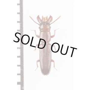 画像: デバビラタムシの一種　Prostomidae species　ジョージア