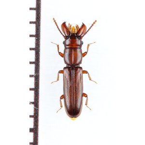 画像: デバビラタムシの一種　Prostomidae species　ジョージア