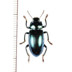画像: ゴミムシダマシの一種　Tenebrionidae species　インドネシア（ニューギニア島）