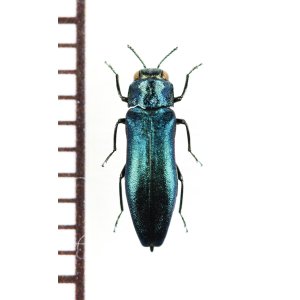 画像: ツヤナガタマムシ　♂　長野県