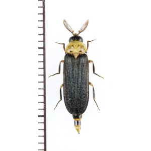 画像: オオメボタルの一種　Rhagophthalmidae species　♂　マレーシア（ボルネオ島）