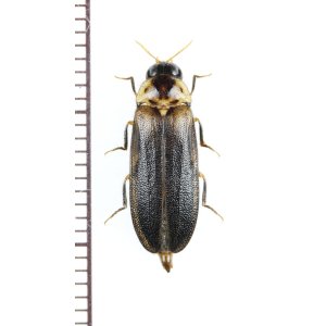 画像: オオメボタルの一種　Rhagophthalmidae species　♂　マレーシア（ボルネオ島）