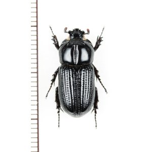 画像: コカブトムシの一種　Trioplus cylindricus　 ブラジル