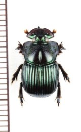画像: 好蟻性のニジダイコクコガネ族の一種　Dendropaemon renatii　ブラジル