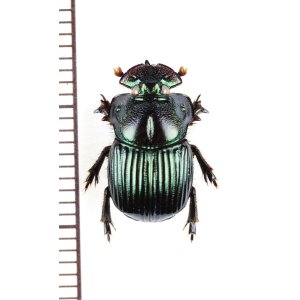 画像: 好蟻性のニジダイコクコガネ族の一種　Dendropaemon renatii　ブラジル