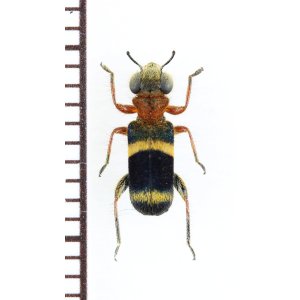 画像: アリバチ擬態のメダカカッコウムシの一種 　Hydnocerinae species　ベトナム北東部