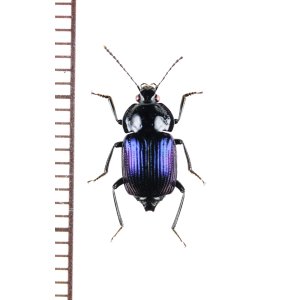 画像: オサシデムシモドキの一種　Apatetica sp.　ベトナム北東部