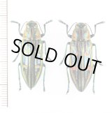 画像: タマムシの一種 Chrysodema sp. ペア ベトナム北東部