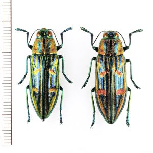 画像: タマムシの一種　Chrysodema sp.　ペア　ベトナム北東部