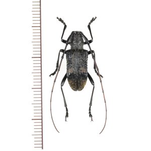 画像: カミキリムシの一種　Cerambycidar species　ベトナム北東部