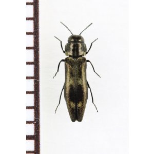 画像: ダイミョウナガタマムシ　東京都