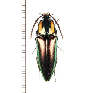 画像: ヨツモンオオアオコメツキ　黄紋発達個体　♂　石垣島