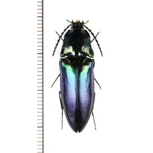 画像: ヨツモンオオアオコメツキ　色変わり個体　♀　石垣島