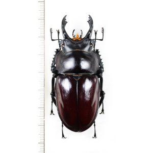画像: マルバネクワガタの一種　Neolucanus maximus vendli　大型♂65.6mm　台湾
