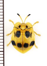画像: テントウムシ擬態のハムシの一種　Basiprionota sp.　 フィリピン(ミンドロ島)