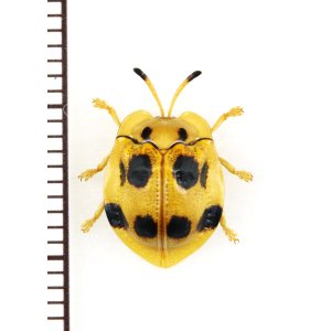 画像: テントウムシ擬態のハムシの一種　Basiprionota sp.　 フィリピン(ミンドロ島)
