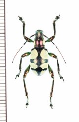 画像: カタゾウカミキリの一種　Doliops cuellari　フィリピン(ミンダナオ島)