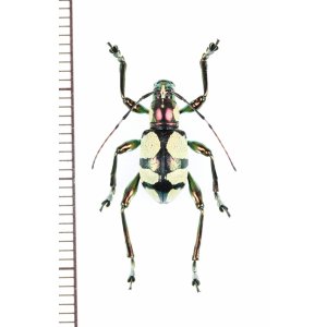 画像: カタゾウカミキリの一種　Doliops cuellari　フィリピン(ミンダナオ島)