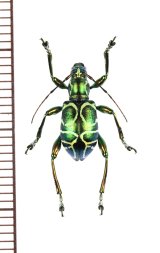 画像: カタゾウカミキリの一種　Doliops cabrasae　フィリピン(ミンドロ島)