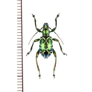 画像: カタゾウカミキリの一種　Doliops cabrasae　フィリピン(ミンドロ島)