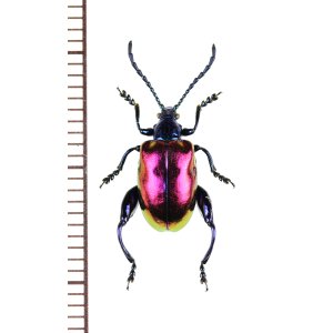 画像: オオモモブトハムシの一種　Sagra sp.　♀　 ベトナム北東部