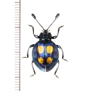 画像: テントウムシダマシの一種　Eumorphus sp.　♀　マレーシア（ボルネオ島）