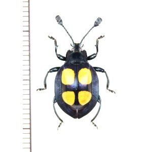画像: テントウムシダマシの一種　Eumorphus felix　♂　マレーシア（ボルネオ島）