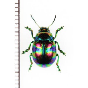 画像: ハムシの一種　Chrysomelidae species　ベトナム中部