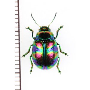 画像: ハムシの一種　Chrysomelidae species　ベトナム中部