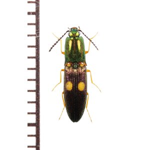 画像: 眼状紋を持つコメツキムシの一種　Elateridae species　♀　ベトナム北東部