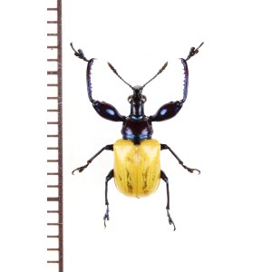 画像: アシナガオトシブミの一種　Attelabini species　 ベトナム南部