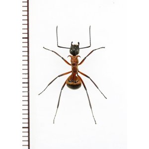 画像: アリの一種　Formicidae species　♀   ベトナム中部