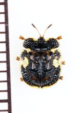 画像: カメノコハムシの一種　Cassidinae species　ベトナム北東部