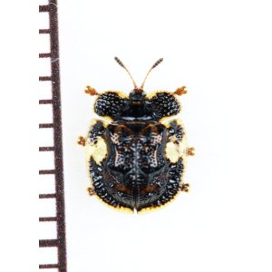 画像: カメノコハムシの一種　Cassidinae species　ベトナム北東部