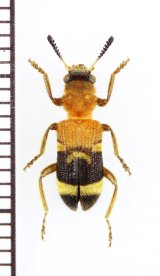 画像: アリバチ擬態のカッコウムシの一種 　Tillicera sp.　ベトナム北東部