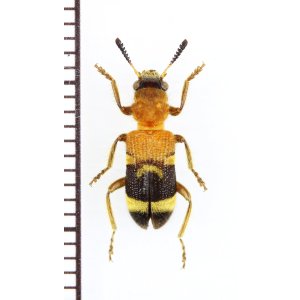 画像: アリバチ擬態のカッコウムシの一種 　Tillicera sp.　ベトナム北東部